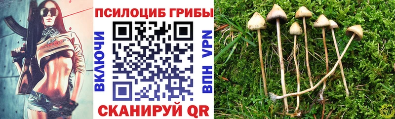 Псилоцибиновые грибы Psilocybine cubensis купить цена Приволжск